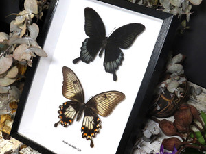 Papilio ascalaphus 