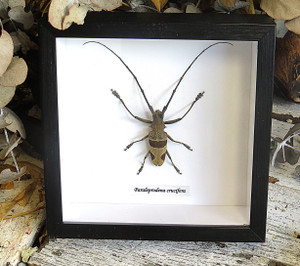 Paraleprodena crucifera 