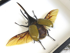 Dynastes hercules lichyi