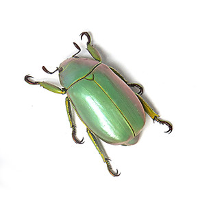 Chrysina aurora 