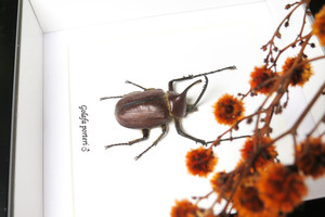 Real beetle Golofa porteri  Bits & Bugs 