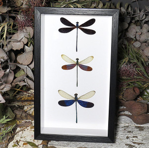 Dragonfly 3