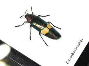Chrysochroa saundersii 