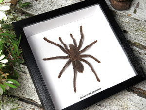 Selenocosmia javanensis