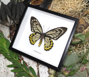 Ornithoptera croesus female