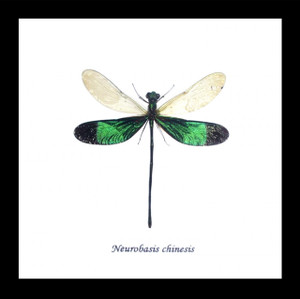 Dragonflies Neurobasis chinensis  Bits and Bugs 