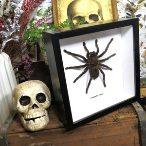 spider arachnid framed spider for sale Australia Haplopelma minax 