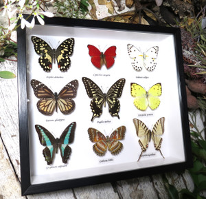 Butterfly 9 combo #3