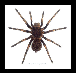 spider arachnid insect Acanthoscurria juruenicola  Bits & Bugs  