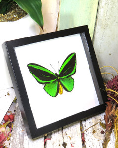 Ornithoptera priamus poseidon