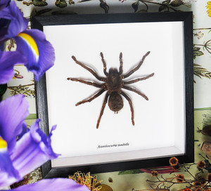 Acanthoscurria insubtilis