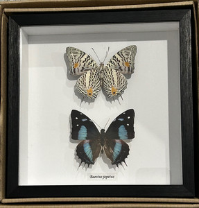 Baeotus japetus  dorsal ventral ( special )