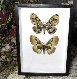 Brahmaea wallichii dorsal ventral 