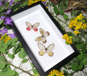  Cithaerias trio