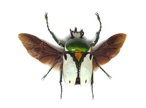 Ranzania bertolonii 