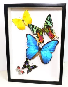 5 Combo # 7  ( special )