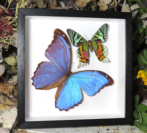 Morpho amathonte + Chrysiridia riphaeria