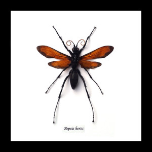 Hymenoptera wasp 