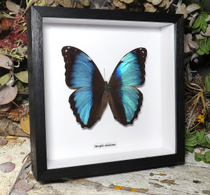 Morpho diedama male