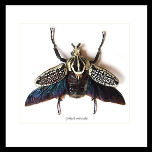 Goliathus orientalis