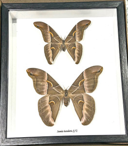 Samia insularis Male Female ( special )