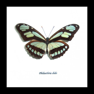 Butterfly collection Philaethria dido Bits & Bugs 