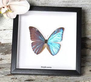 Morpho aurora 