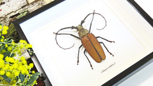 Longhorn beetle bugs Callipogon armillatus Bits & Bugs 