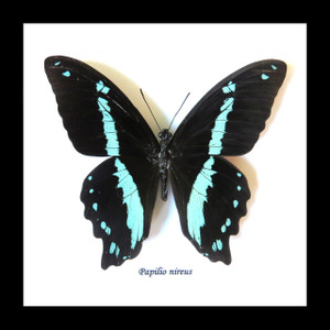 Real butterfly frame Papilio nireus Bits & Bugs 