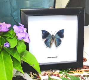 BAAXE Anaea xenocles 1