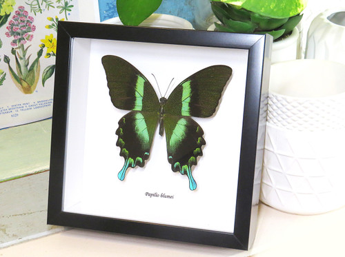 home decor design taxidermy butterfly for sale Papilio blumei Bits & Bugs