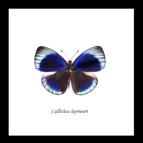 Framed butterfly Callithea leprieuri Bits&Bugs 