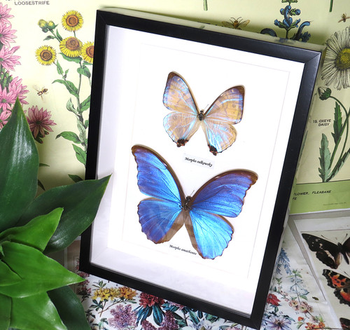 Morpho amathonte 