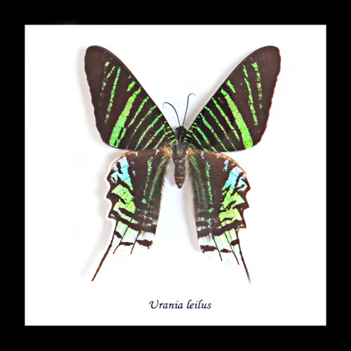 Real moth taxidermy specimen Urania leilus Bits&Bugs 