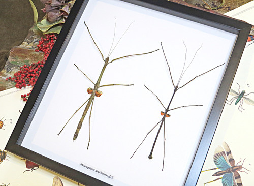 Phaenopharos struthioneus  