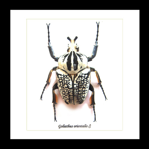 Goliath orientalis Insect bug bee butterfly dragonfly taxidermy entomology beetle moth