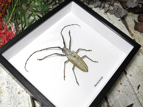 Batocera hercules