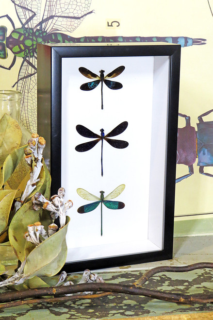 taxidermy insect Framed dragonfly  Bits and Bugs 