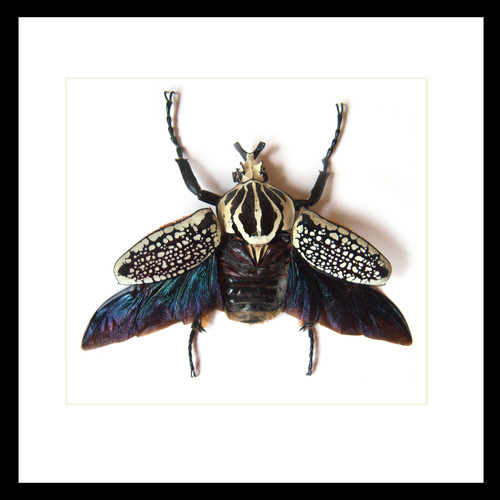 Goliathus orientalis Male Label back - Bits and Bugs