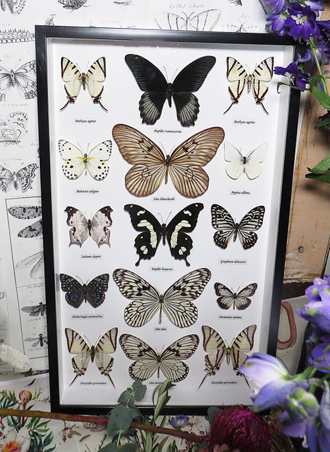 Black & white butterfly portrait collection