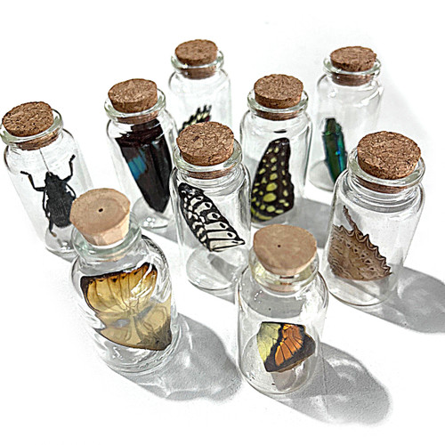 Real butterfly wings in bottle pk/6