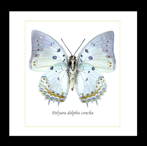 Framed butterfly collection Bits and Bugs Polyura delphis concha