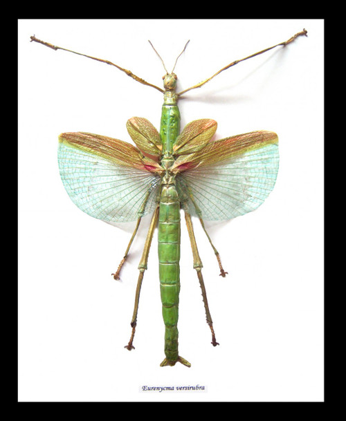 Stick insect framed Eurycnema versirubra Bits & Bugs