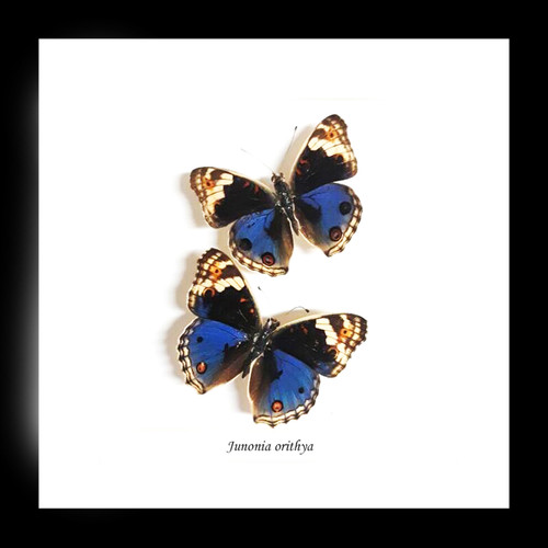 Junonia orithya double label 