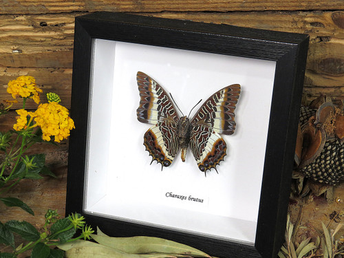 Charaxes brutus