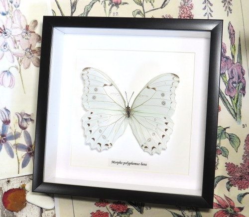 Morpho polyphemus luna 