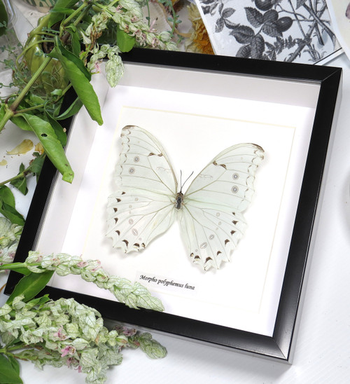 Morpho polyphemus luna 