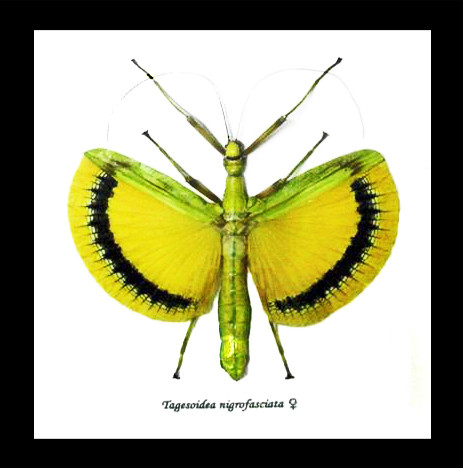 Phasmid insect Tagesoidea nigrofasciata Bits & Bugs 