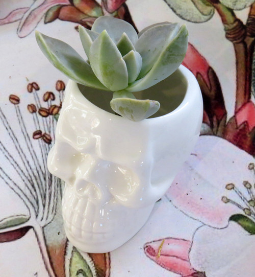 Skull Mini Flower pot