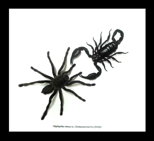 Spider scorpion insect arachnid bitsbugs